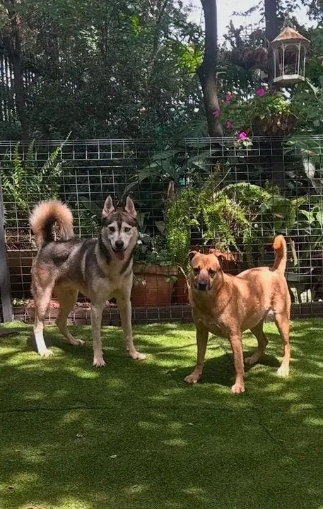Husky and tan mixed breed dog running on the green lawn at Waterkloof Dog Daycare, Pretoria