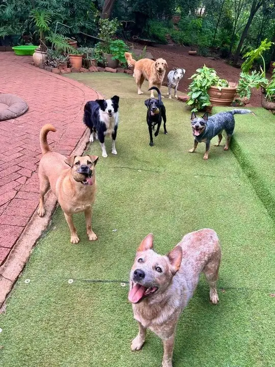 Group of cattle dogs, border collie and golden retriever playing on the garden path at dog daycare in Waterkloof Ridge