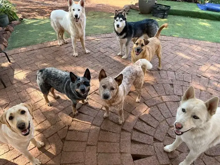 Seven dogs including white Swiss Shepherd, husky and Labrador gathered on brick patio at Waterkloof Dog Daycare
