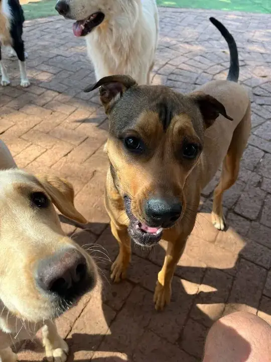 Friendly Labrador and mixed breed dogs greeting the camera at dog daycare in Waterkloof Ridge