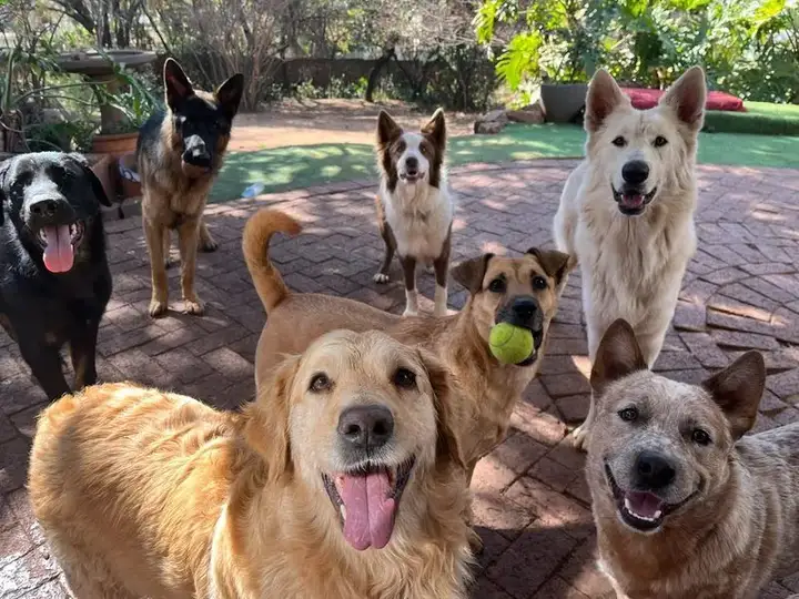 Golden retriever, German Shepherd and border collie with tennis ball at Waterkloof Dog Daycare