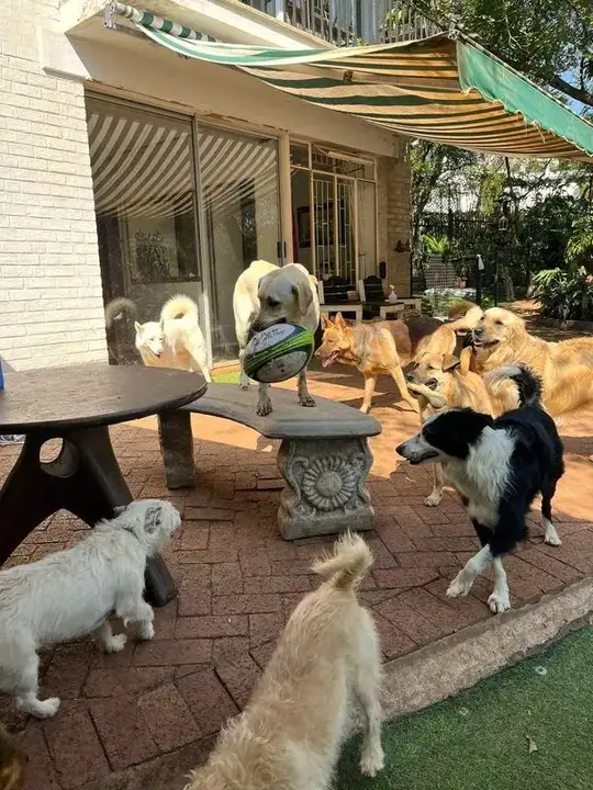 Dogs playing with a rugby ball on the covered patio at Waterkloof Dog Daycare Pretoria