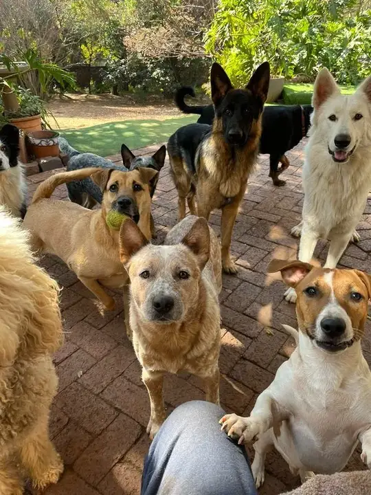 German Shepherd, white Swiss Shepherd, cattle dog and Jack Russell relaxing on patio at Waterkloof Dog Daycare