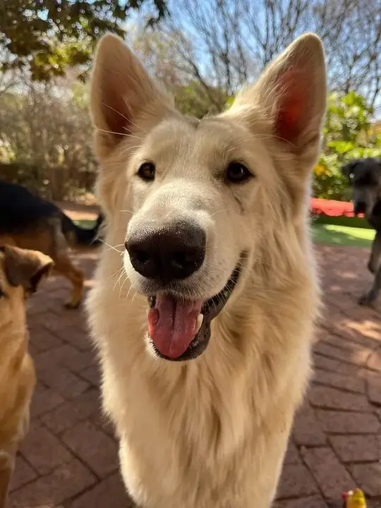 Close-up portrait of a smiling white Swiss Shepherd at Waterkloof Dog Daycare in Pretoria