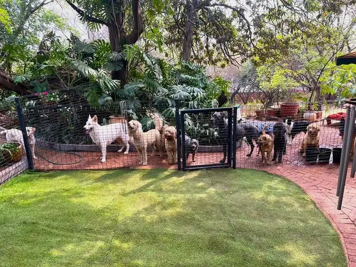 Dogs in a secure fenced play area with lush garden at Waterkloof Ridge dog boarding, Pretoria