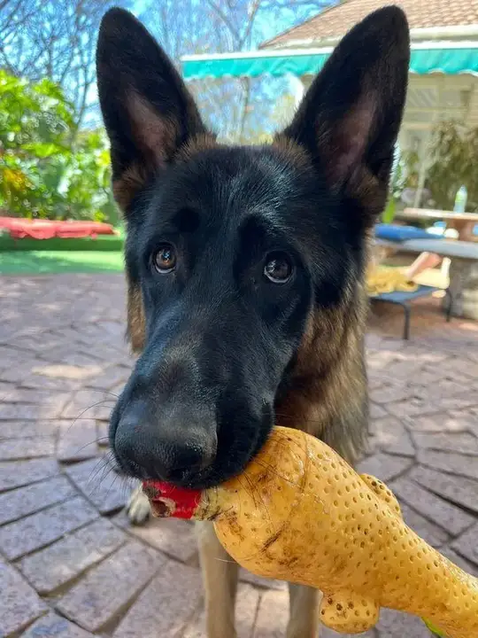 German Shepherd close-up holding a rubber chicken toy at Waterkloof Dog Daycare