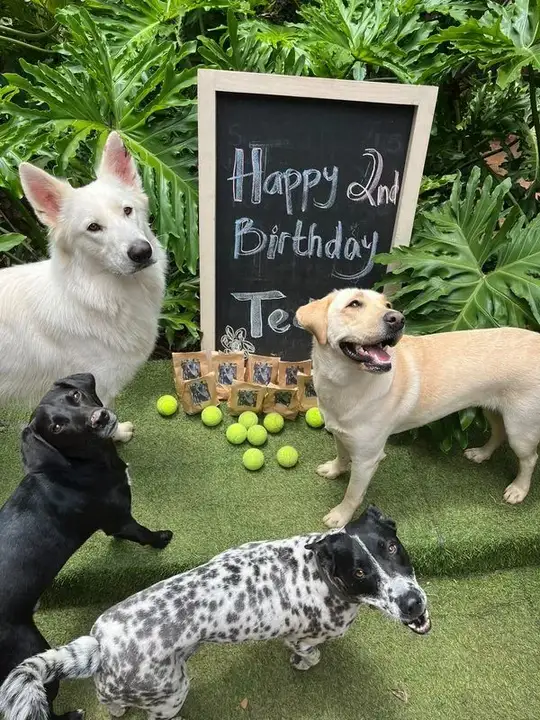 Dogs celebrating a birthday with a chalkboard sign and tennis balls at Waterkloof Dog Daycare