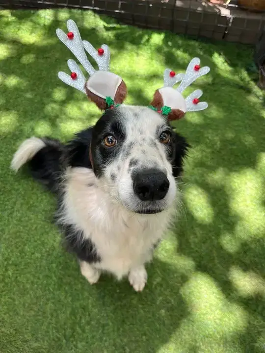 Border Collie mix wearing festive reindeer antlers on the grass at Waterkloof Dog Daycare