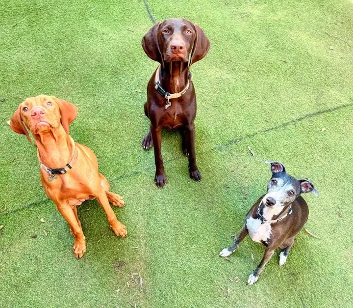 Vizsla, German Shorthaired Pointer and Staffy sitting on grass at dog daycare in Pretoria