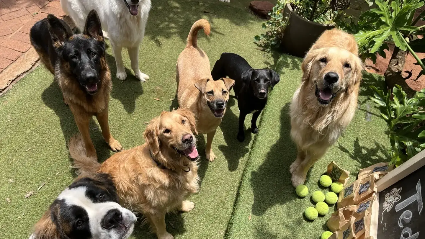 Dogs playing at Waterkloof Dog Daycare in Pretoria