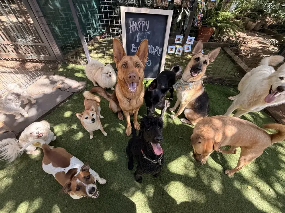 Group of dogs socialising and playing in the safe outdoor garden at Waterkloof Dog Daycare, Pretoria